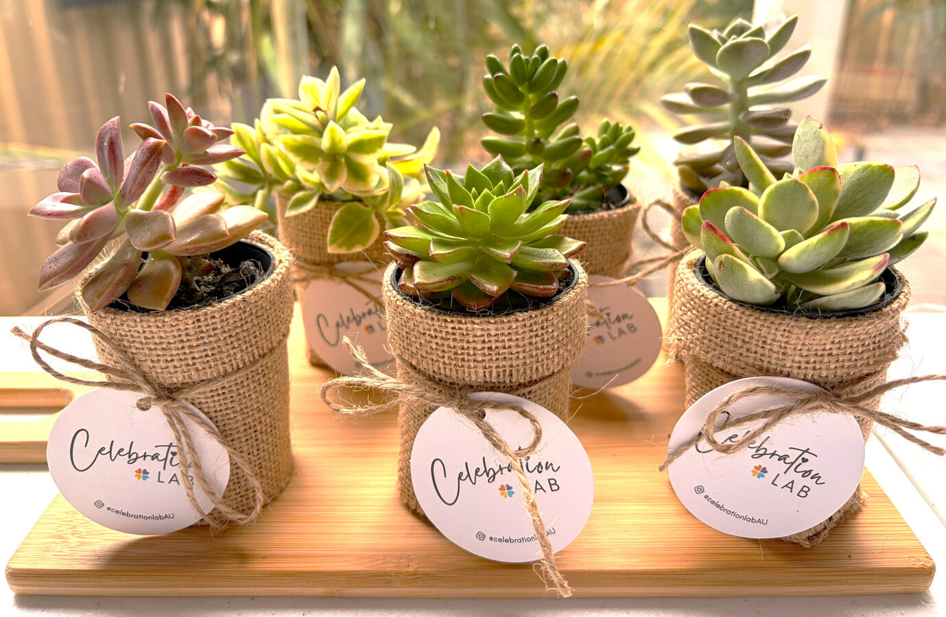 Succulent in Hessian Succulent in Hessian