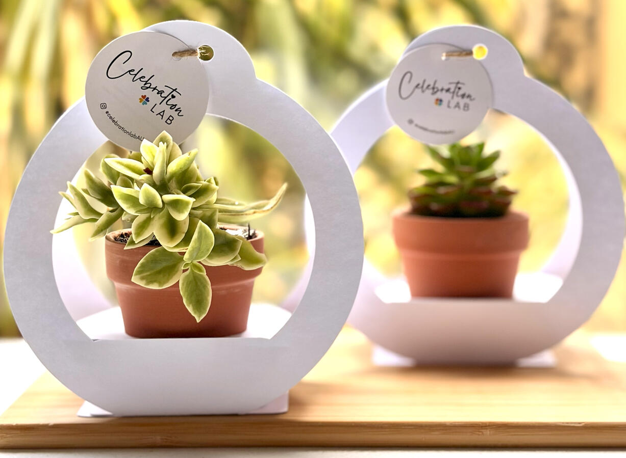 Succulent favour